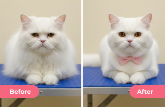 Pet Grooming